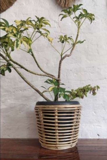 Picture of Airy Planter